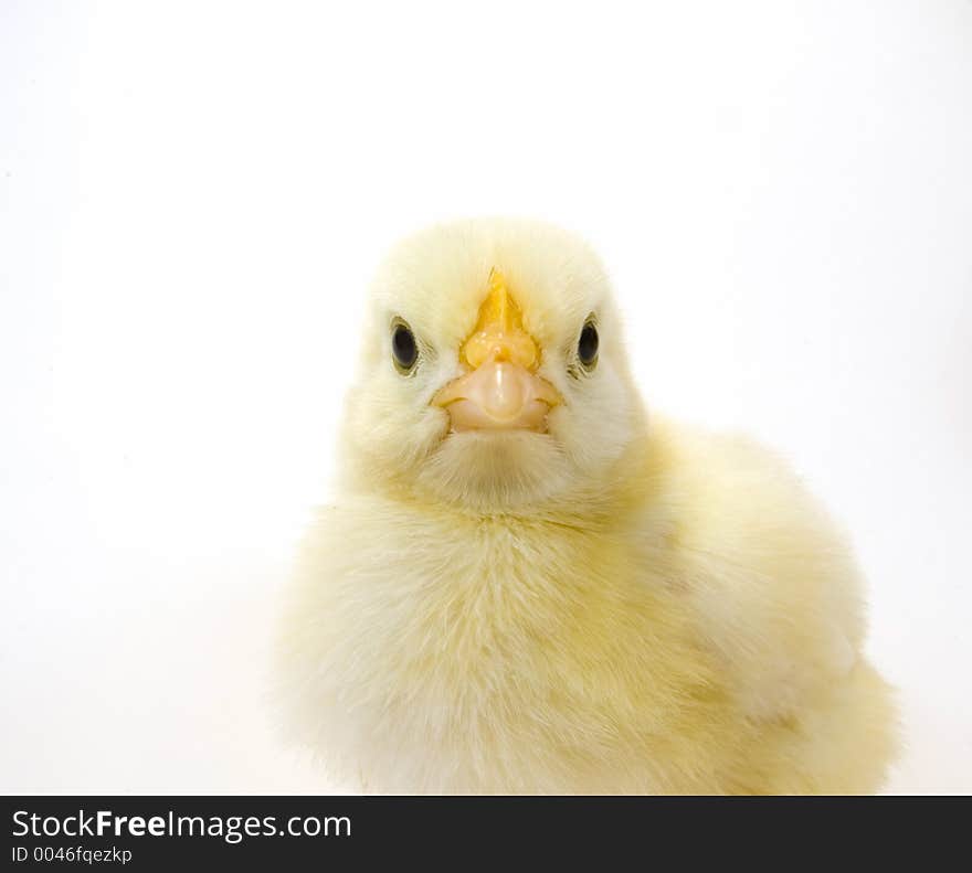 A baby chick that is being raised on a farm in the Midwest United States. A baby chick that is being raised on a farm in the Midwest United States.