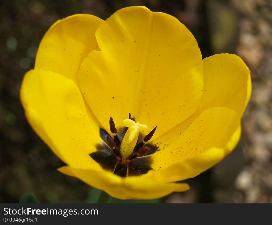 Macro shot of a yellow tulip. Macro shot of a yellow tulip