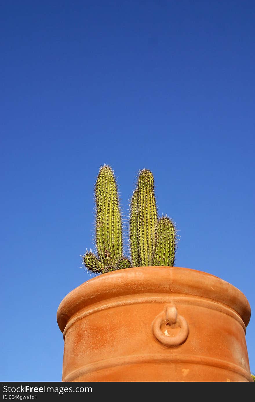 Cactus and garden