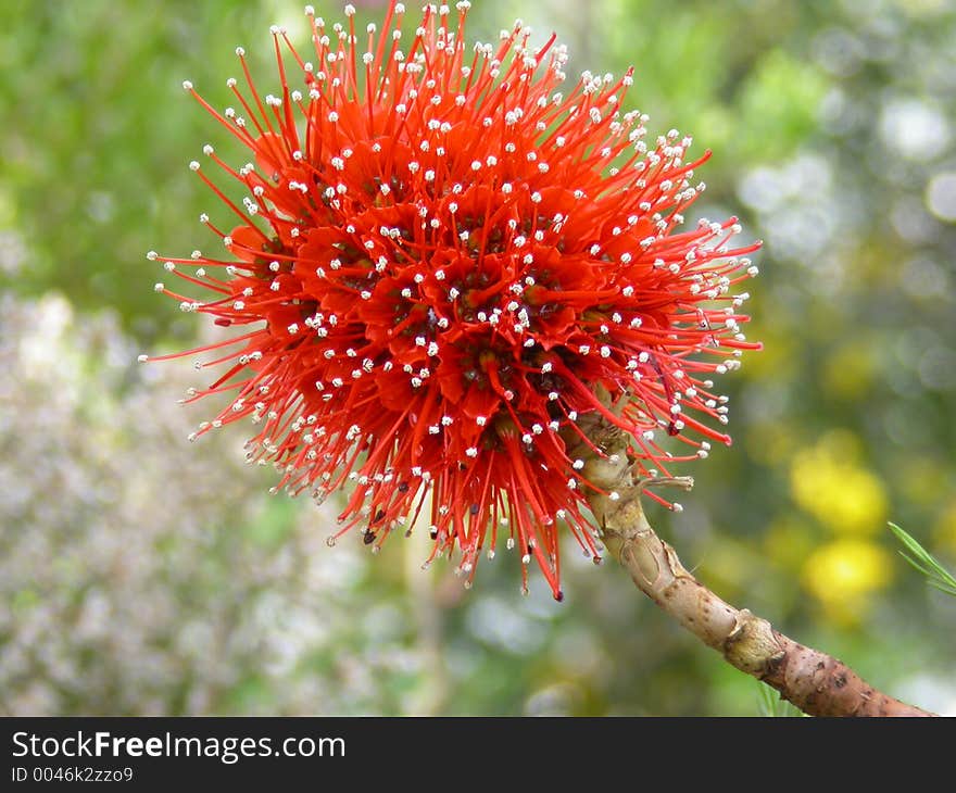 Exotic red flower (Botanic Garden of Munich)