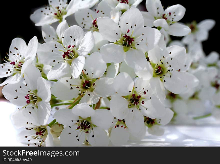 Close up of pear tree flowers. Close up of pear tree flowers