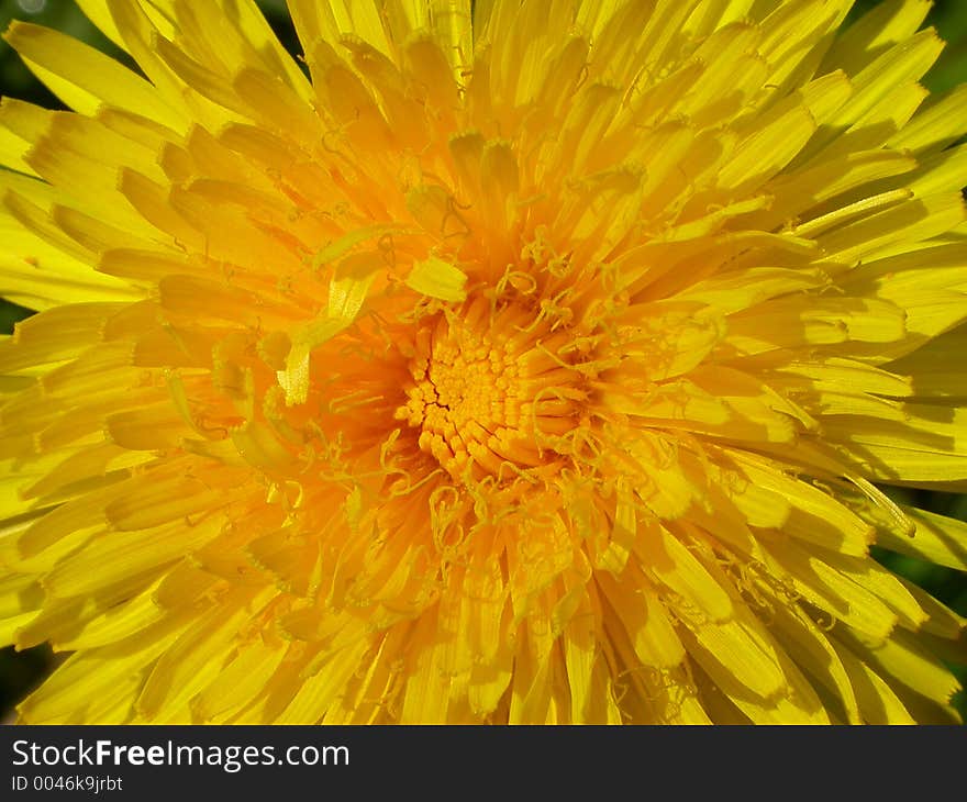 Dandelion flower