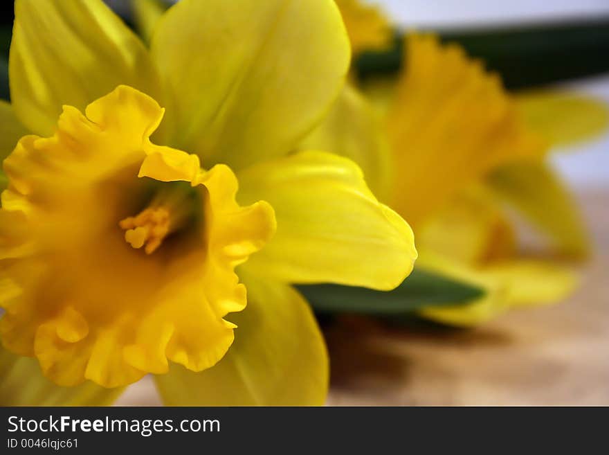 Closeup of daffodils