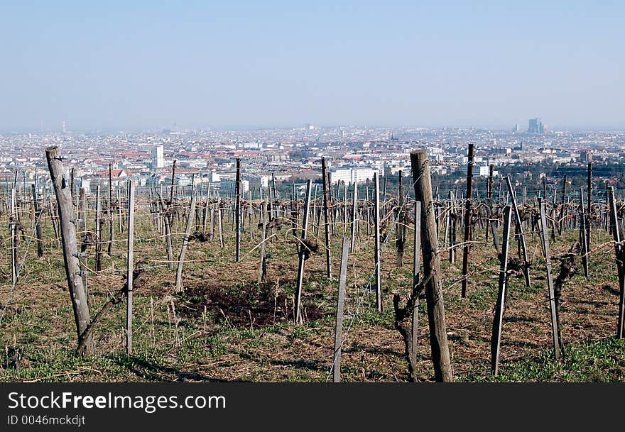 Vineyard over Vienna