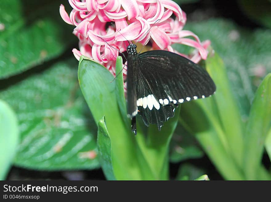 Mormon Sailing Ship (papilio Polytes) On Pink Flowers 2