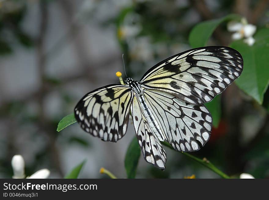 Large mormon (papilio memnon) on lemon tree