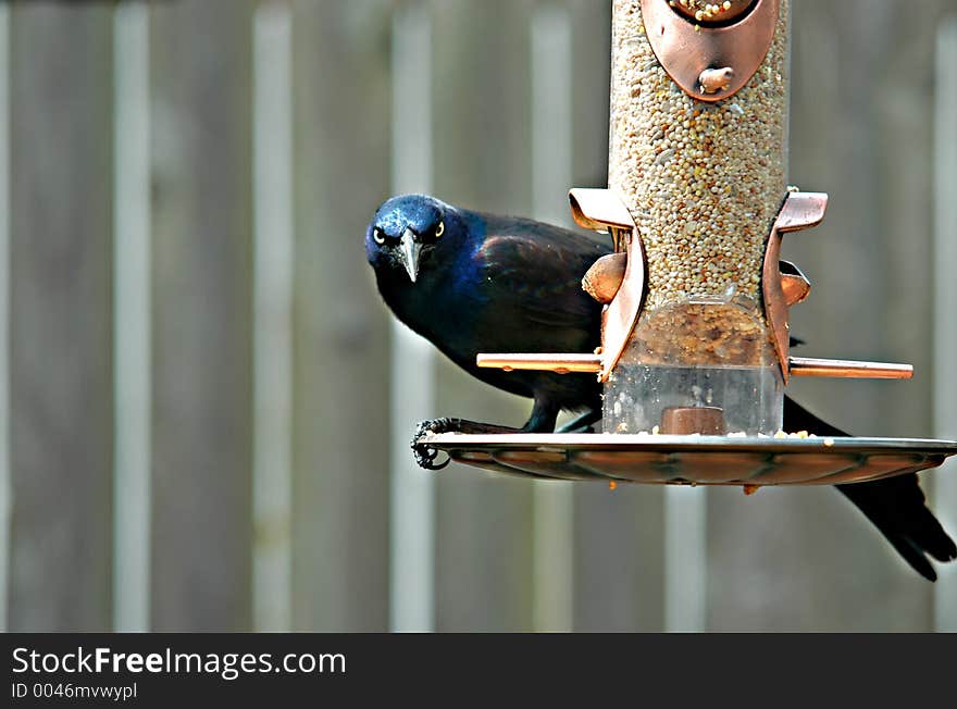 Grackle Bird