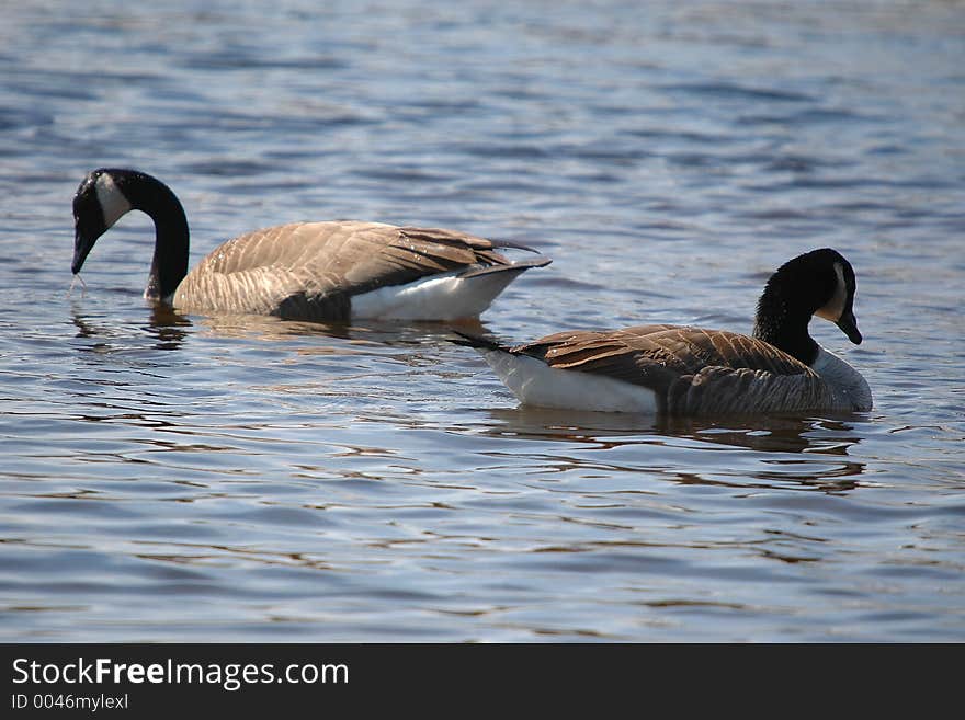 Geese on water