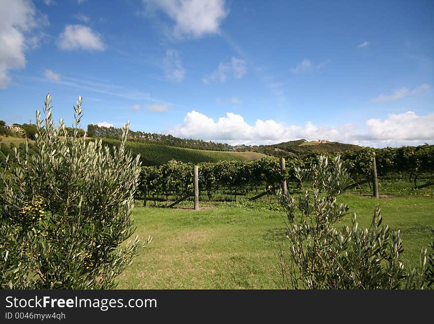 Vineyard and Olive tree