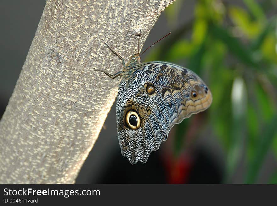 Butterfly-owl  (caligo eurilochus) on tree 2