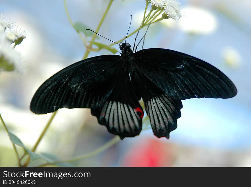 Mormon (papilio) on white flower