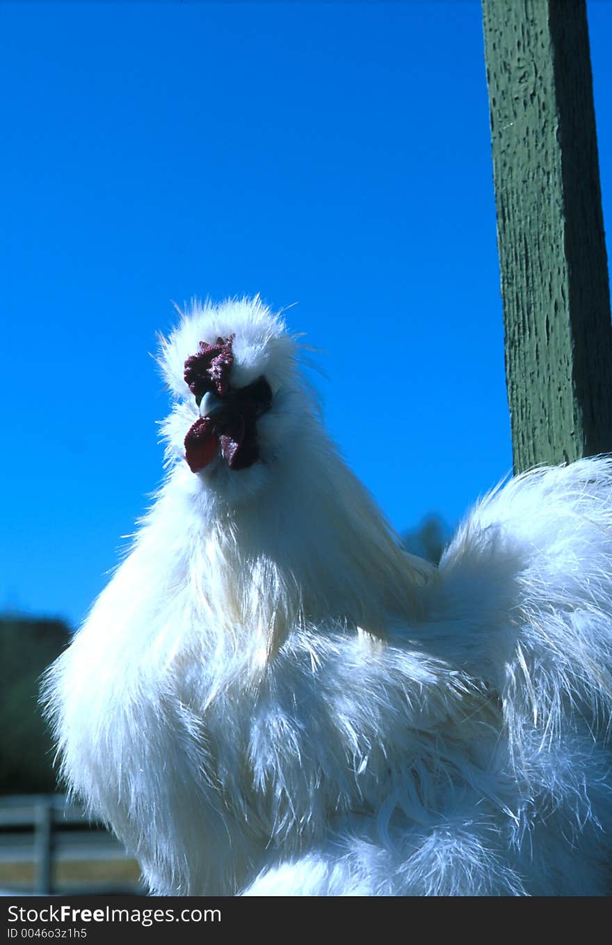 Silky chicken up on his post. Silky chicken up on his post