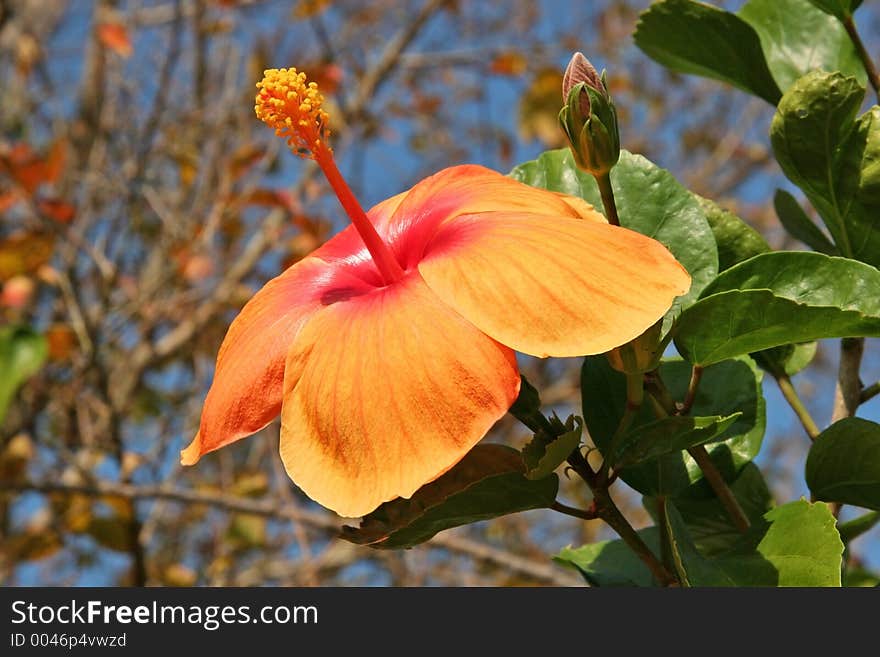 Hibiscus