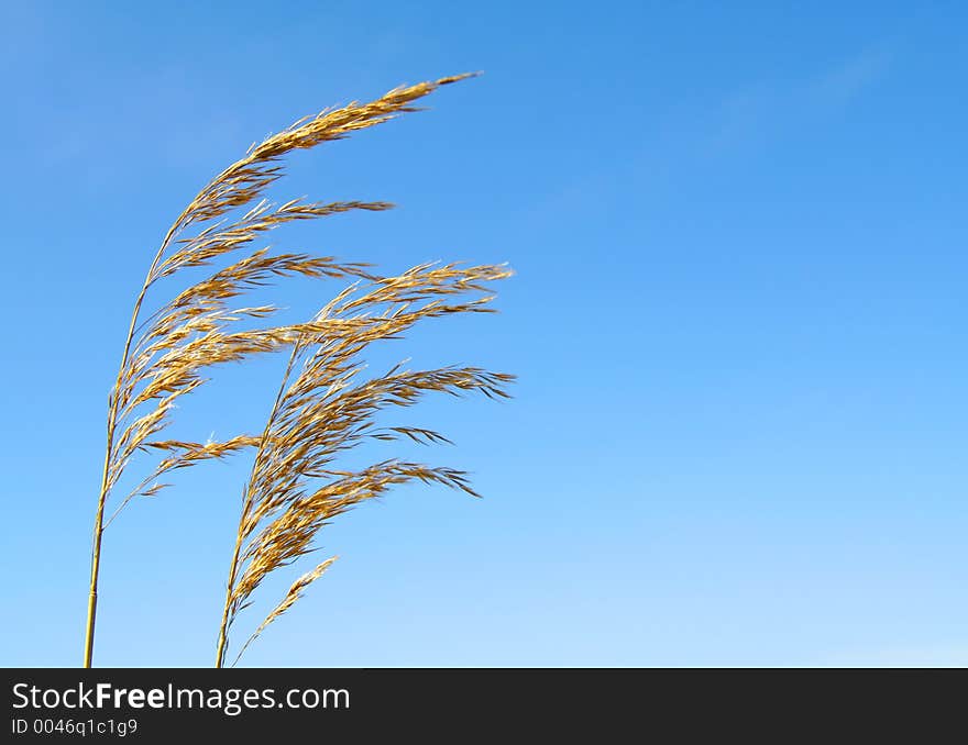 Golden Corn with idyllic blue sky. Golden Corn with idyllic blue sky