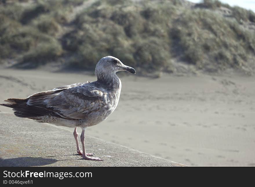 Sea Gull