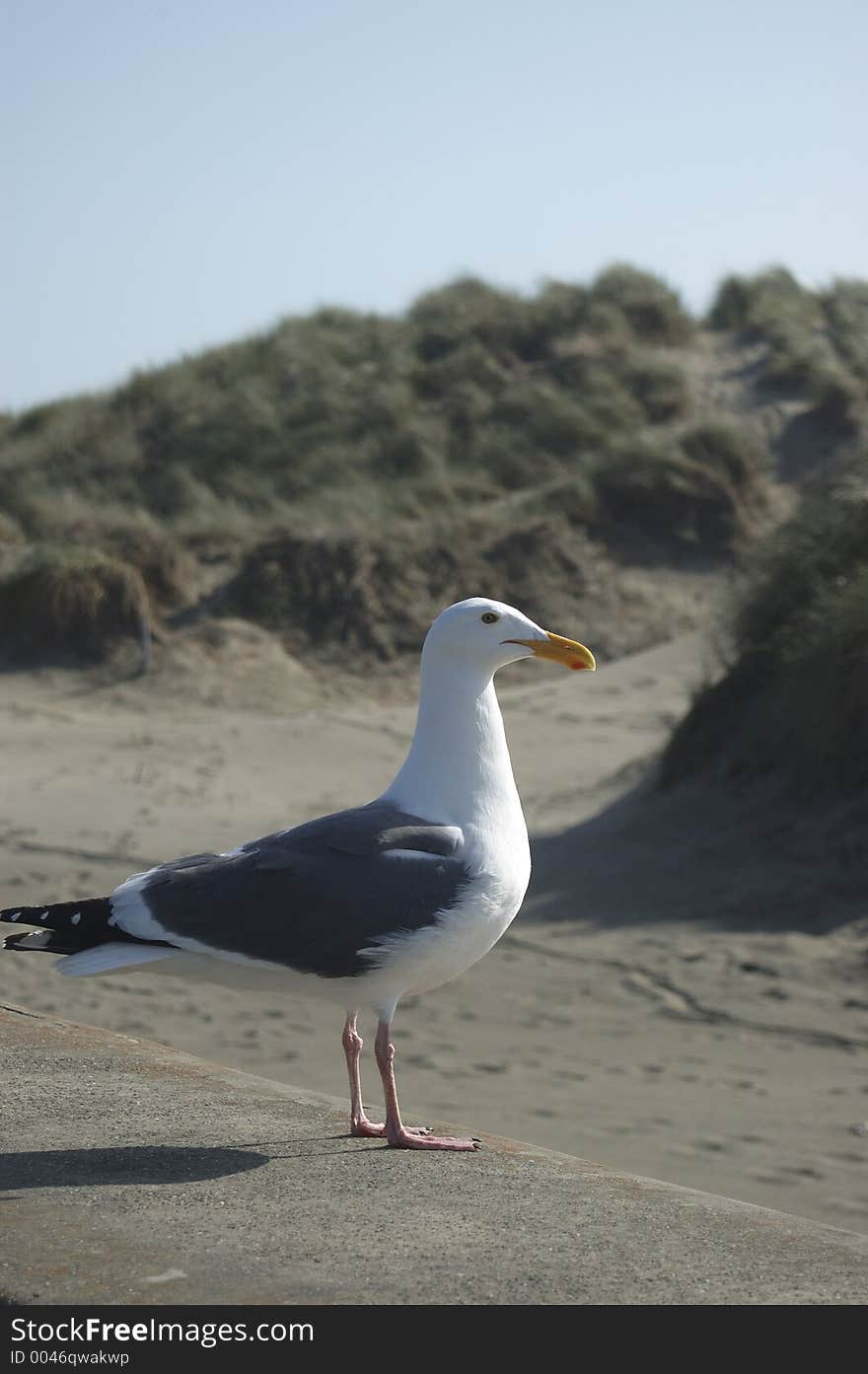 Another Sea Gull Picture