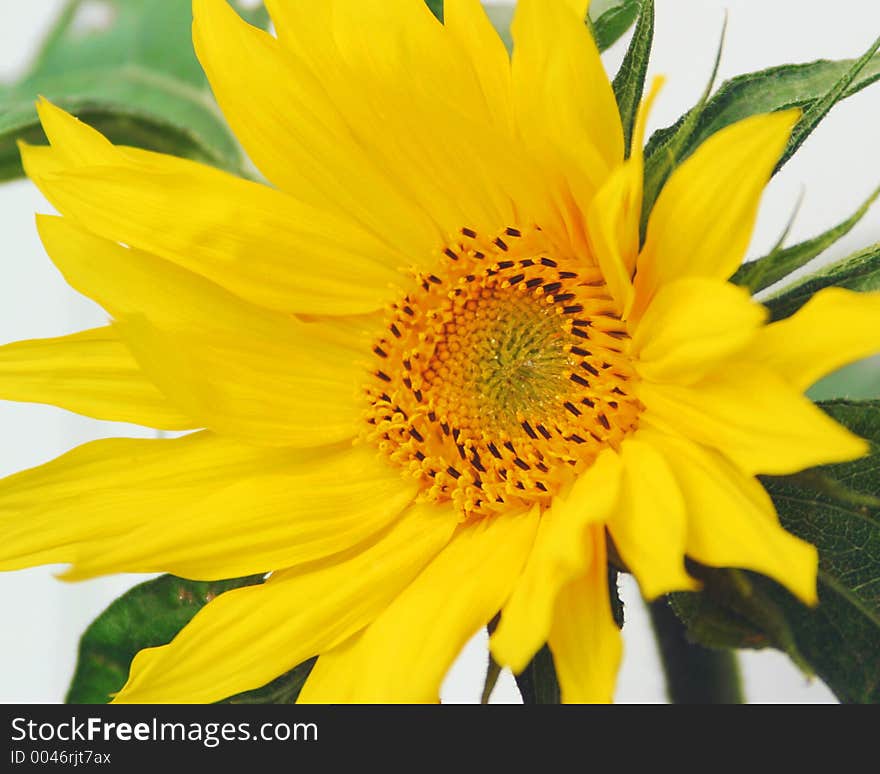 A bright open sunflower