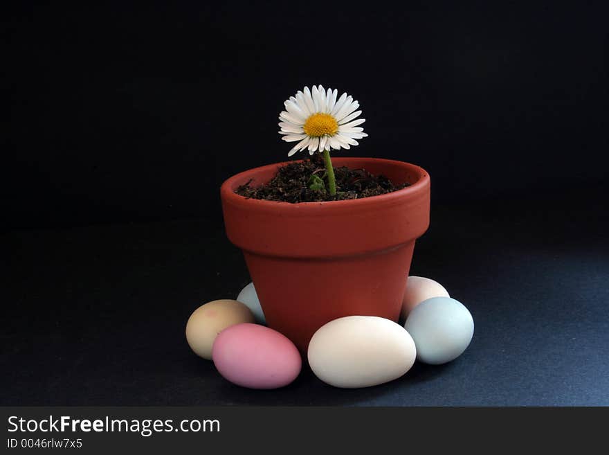 Image of a single daisy in a flower pot with minature easter eggs surrounding on black. Image of a single daisy in a flower pot with minature easter eggs surrounding on black