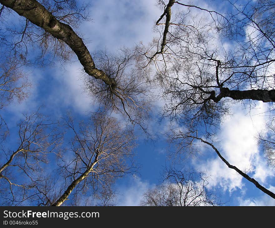 Skyward through the trees