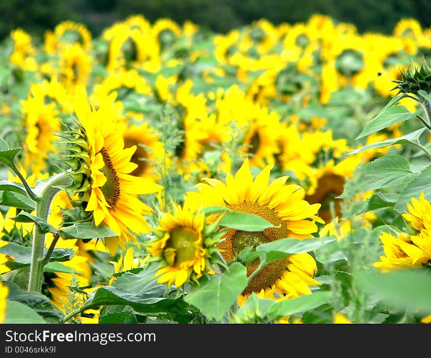 Sunflowers