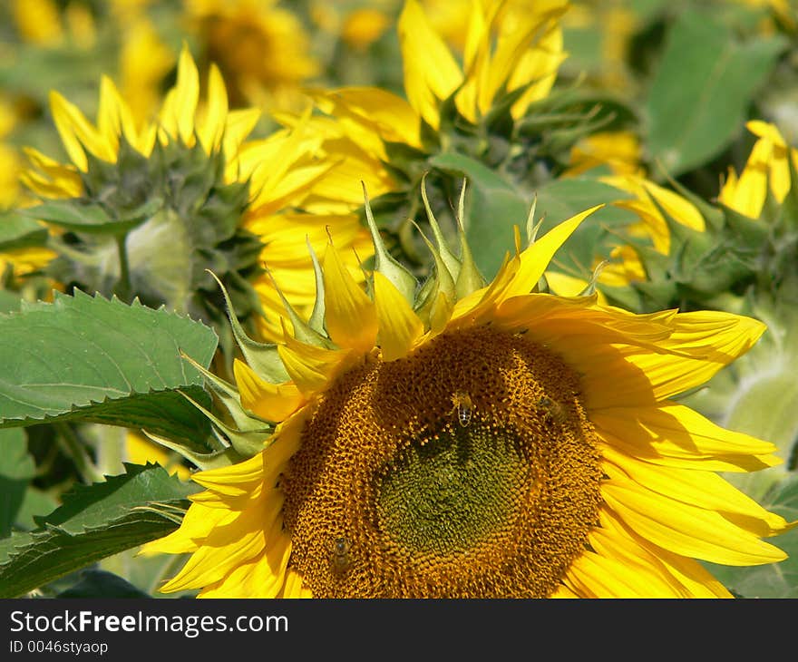 Close up of Sunflower