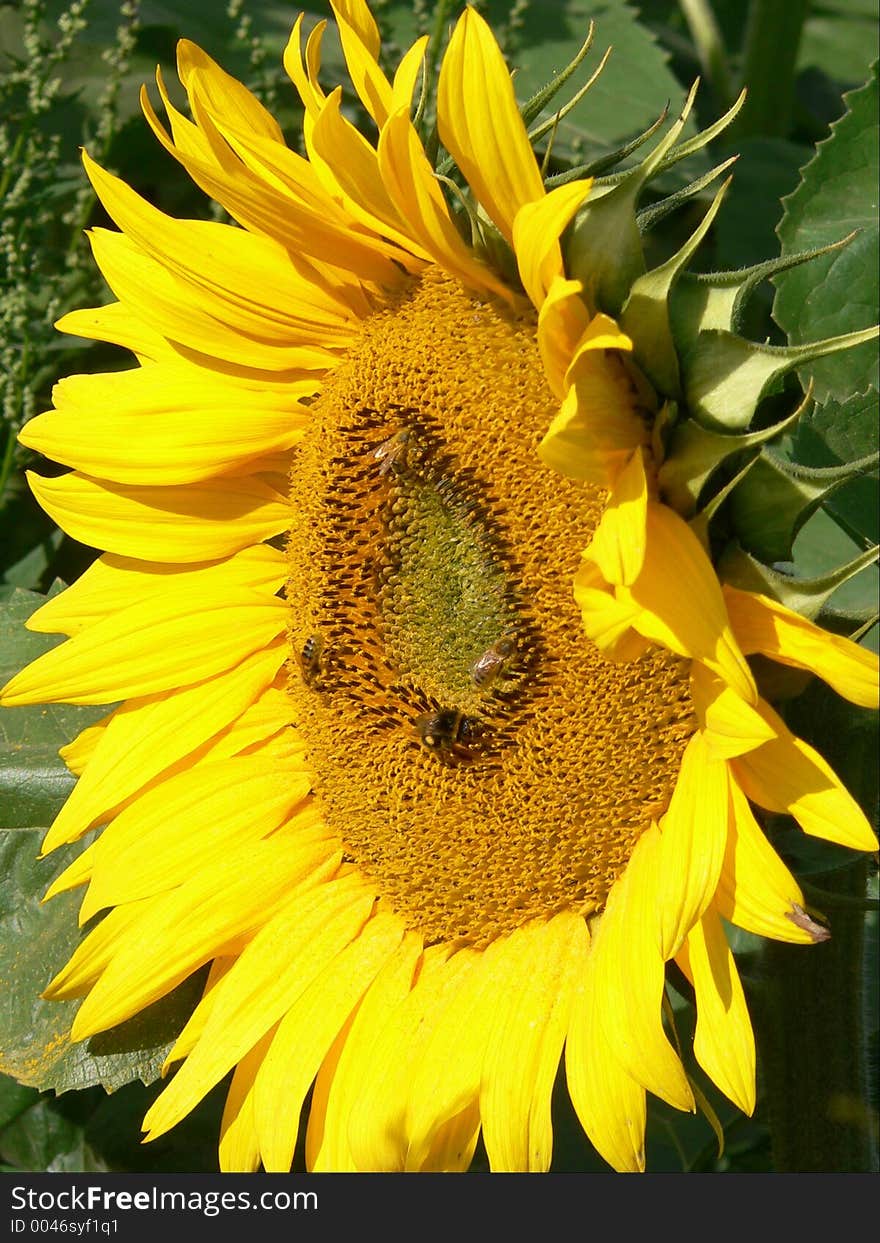 Sunflower