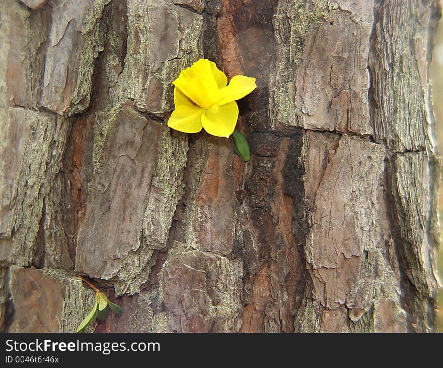 Daffodil wedged in tree bark. Daffodil wedged in tree bark