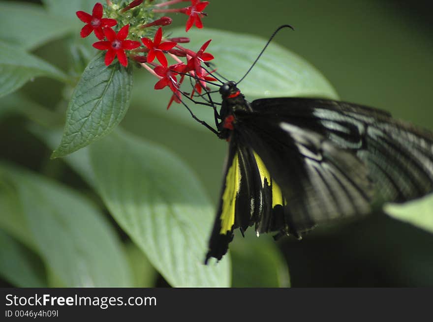 A black and yellow butter fly gathering food from a red flower. A black and yellow butter fly gathering food from a red flower.