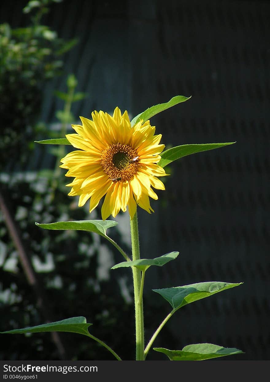 Sunflower