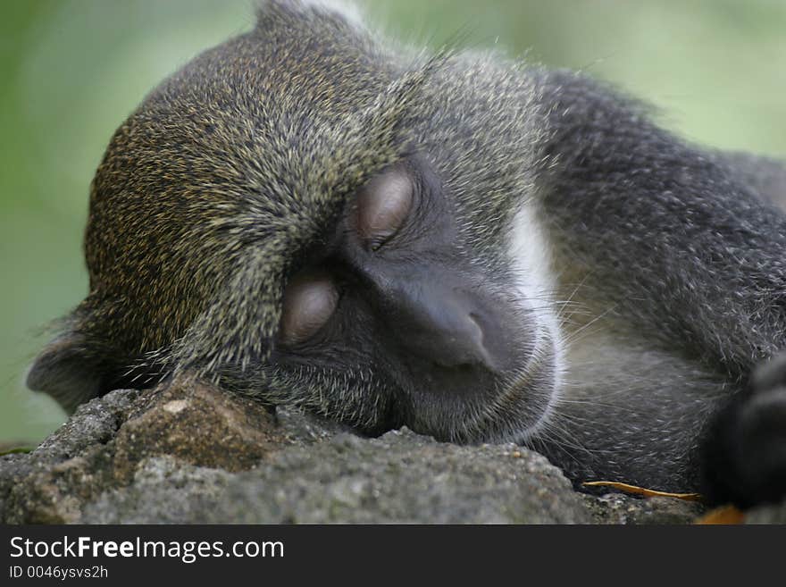 Monkey Asleep