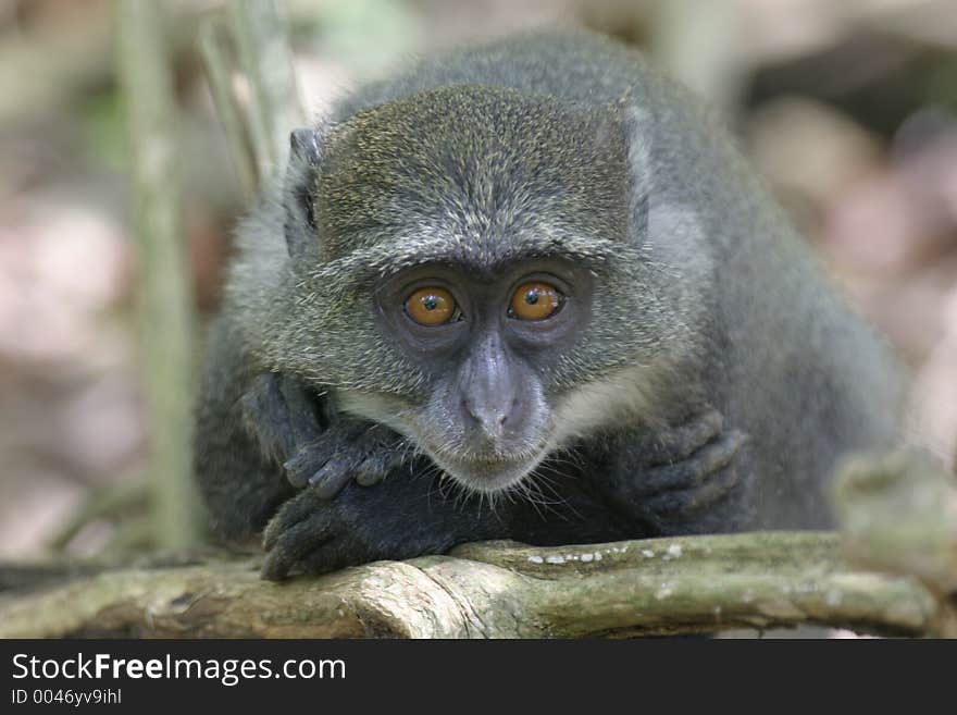 Juvenile Monkey