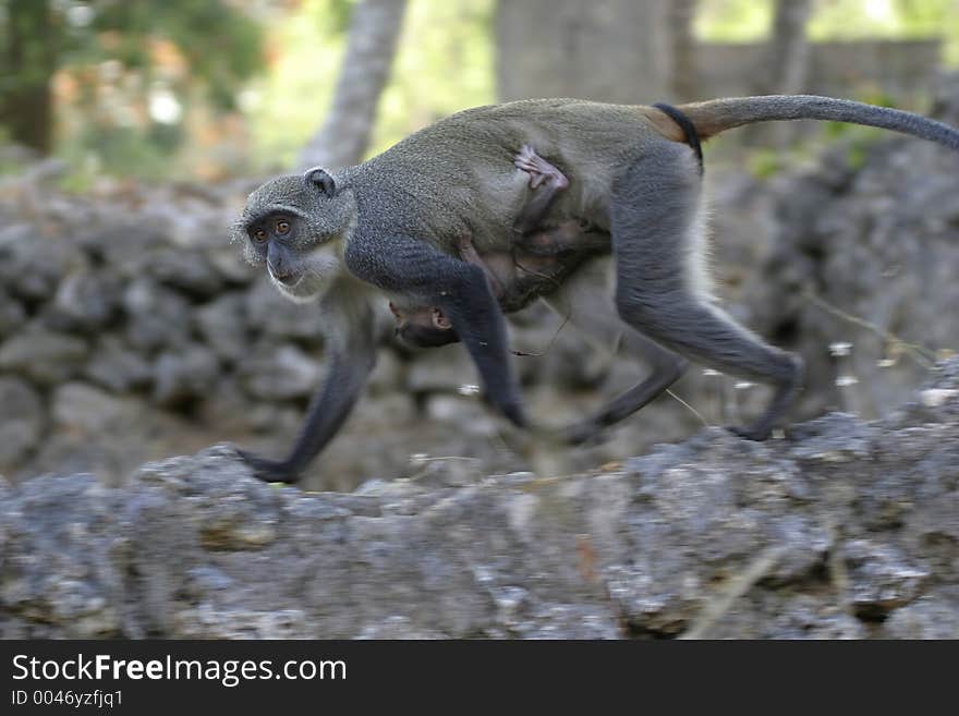 Monkey with Infant