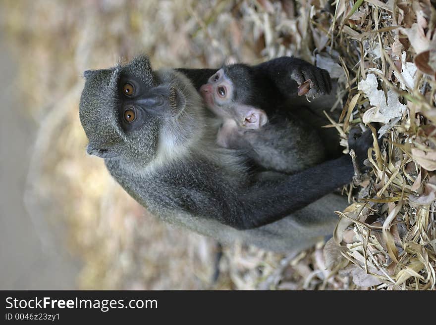 Monkey mother and infant