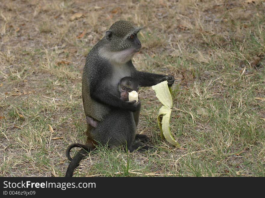 Monkey eating banana