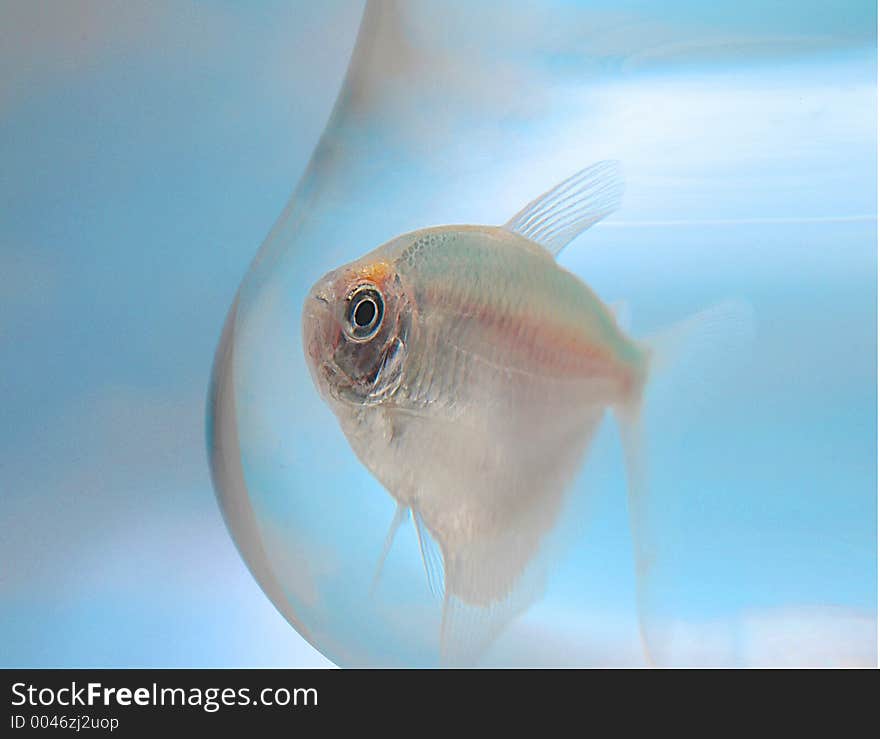 A fish in a bowl seemingly floating in the sky. A fish in a bowl seemingly floating in the sky.