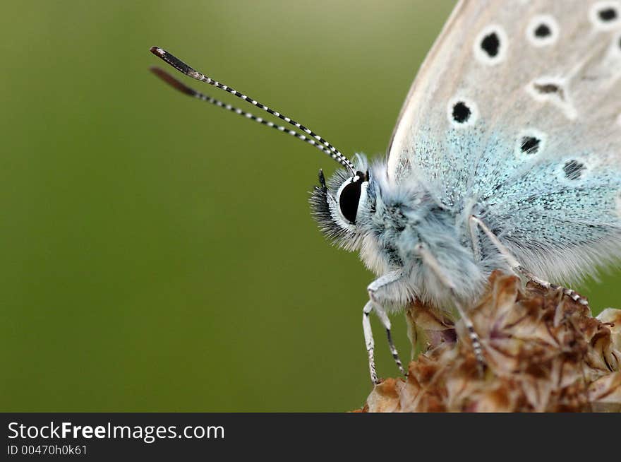 Macro portrait of a butterfly