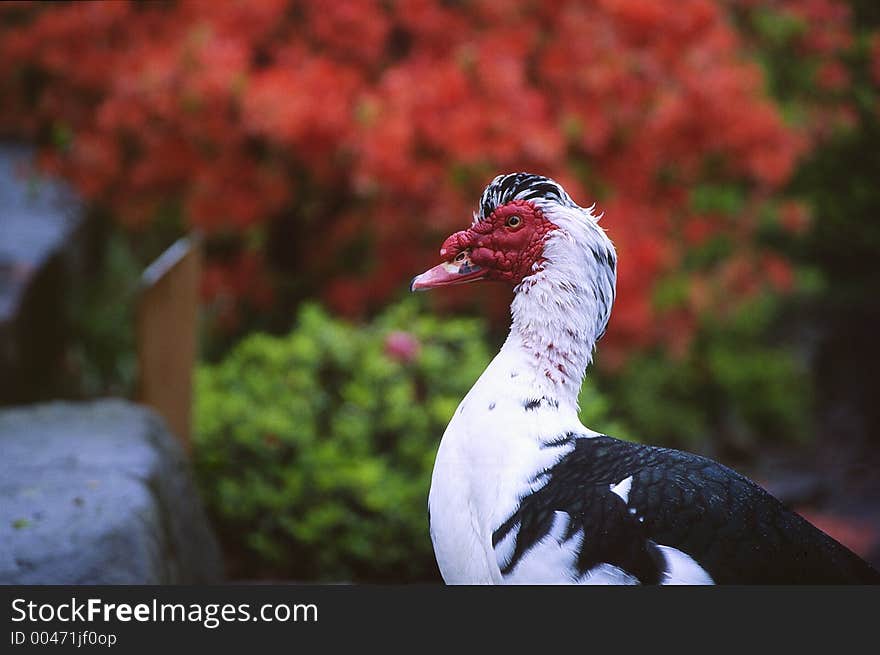 Colorful Goose