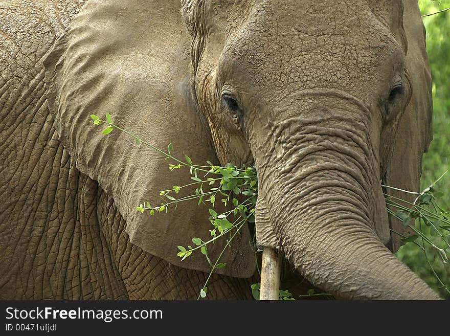 Portrait of African Elephant