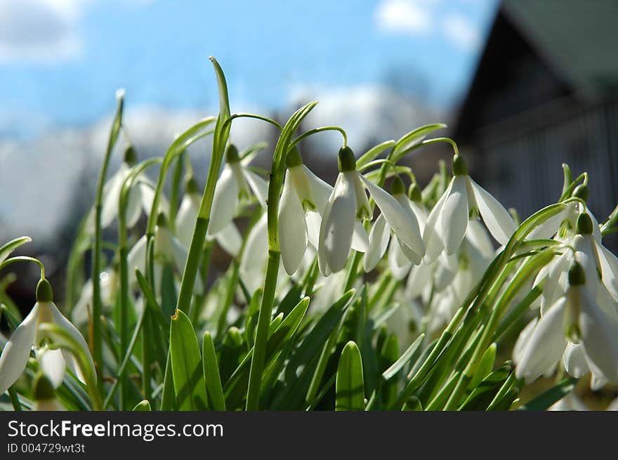 Fresh snowdrop flowers in spring. Fresh snowdrop flowers in spring.