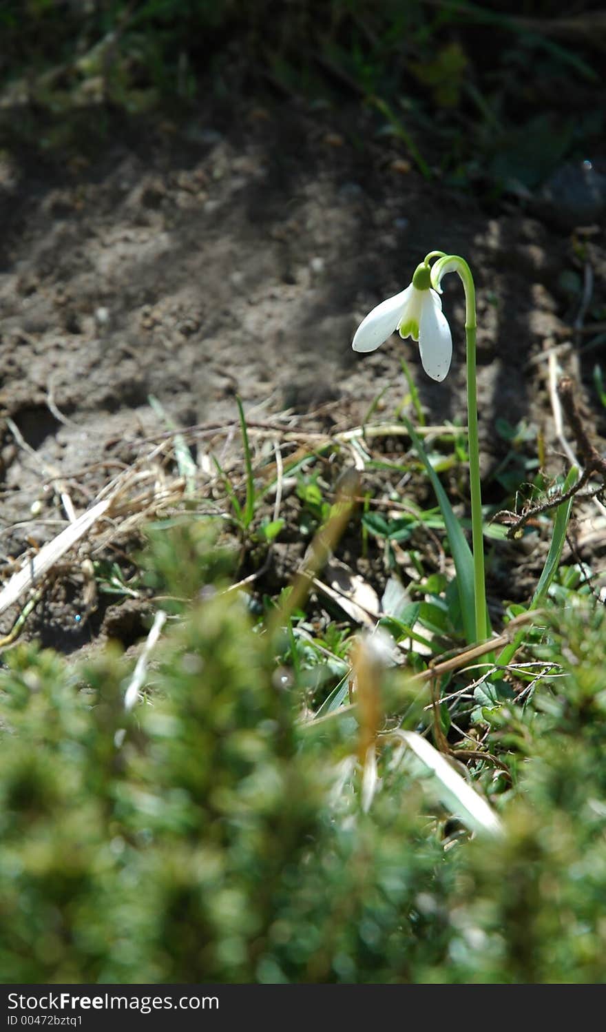 Solitary flower with a green plant in the foreground. Solitary flower with a green plant in the foreground.