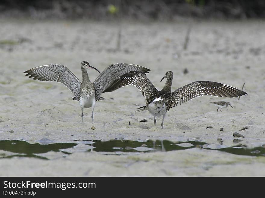 Two whimbrels fighting