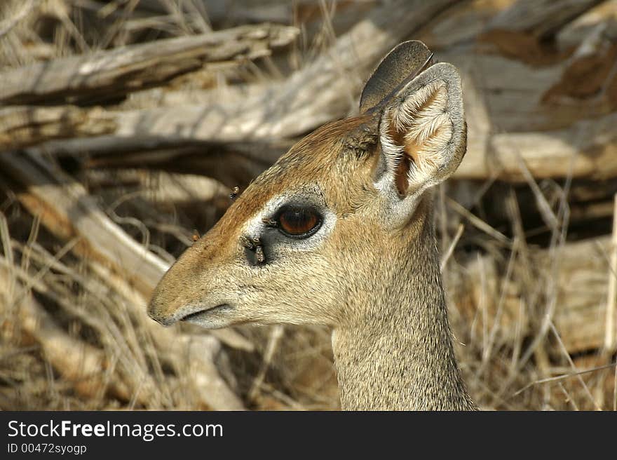 Dik Dik