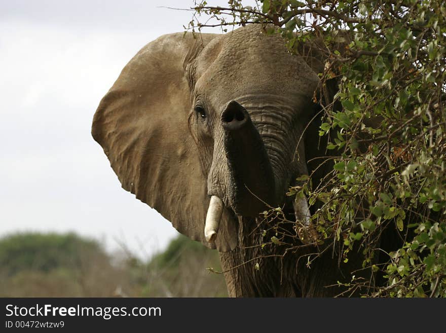 African elephant testing air