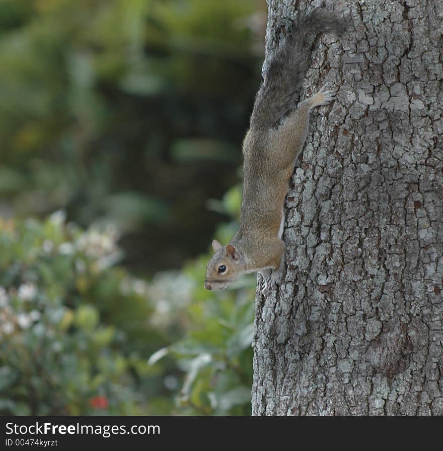 Squirrel sliding down tree