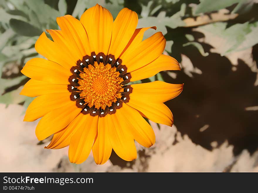 Golden flower in abstract background.