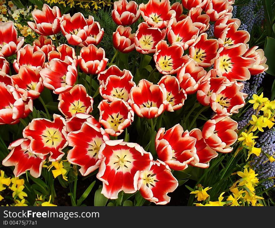 Tulips for Picking