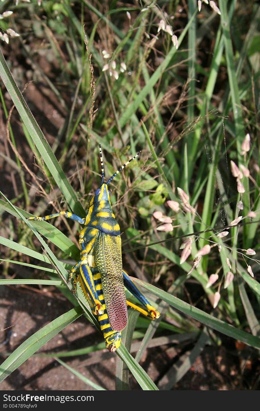 Multicolored grass hopper in green habitat. Multicolored grass hopper in green habitat