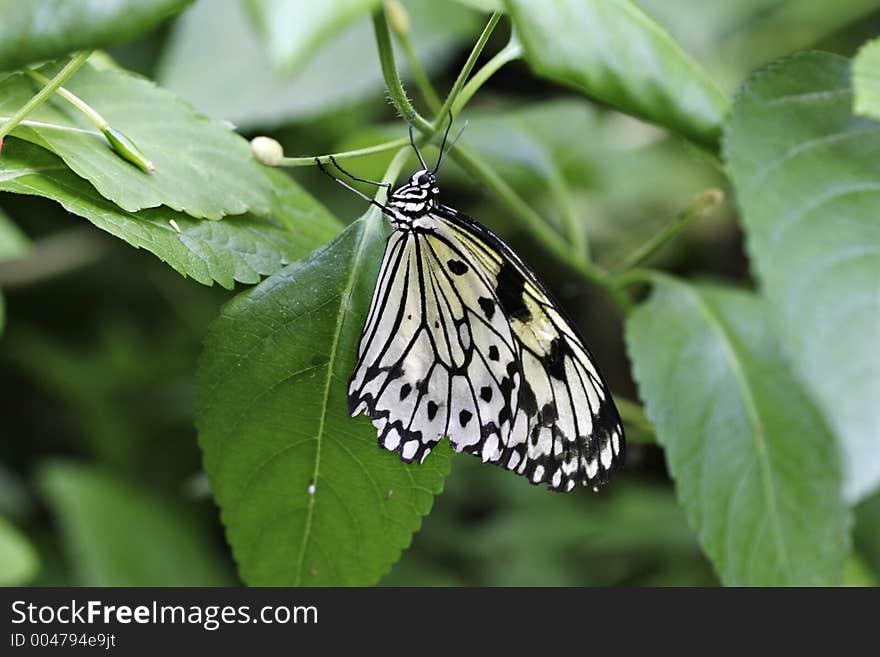 Butterfly resting on a leaf