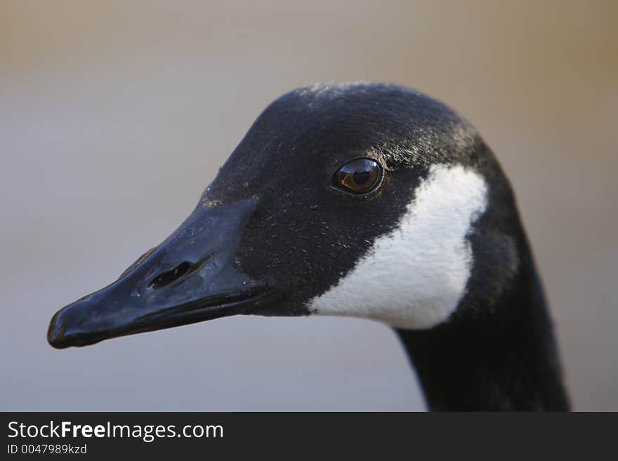 Canadian Goose Close Up