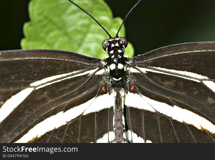 Butterfly closeup